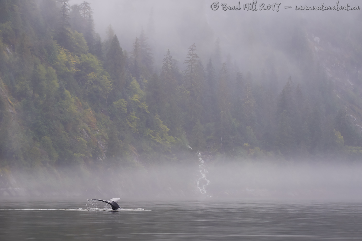 A September Great Bear Morning