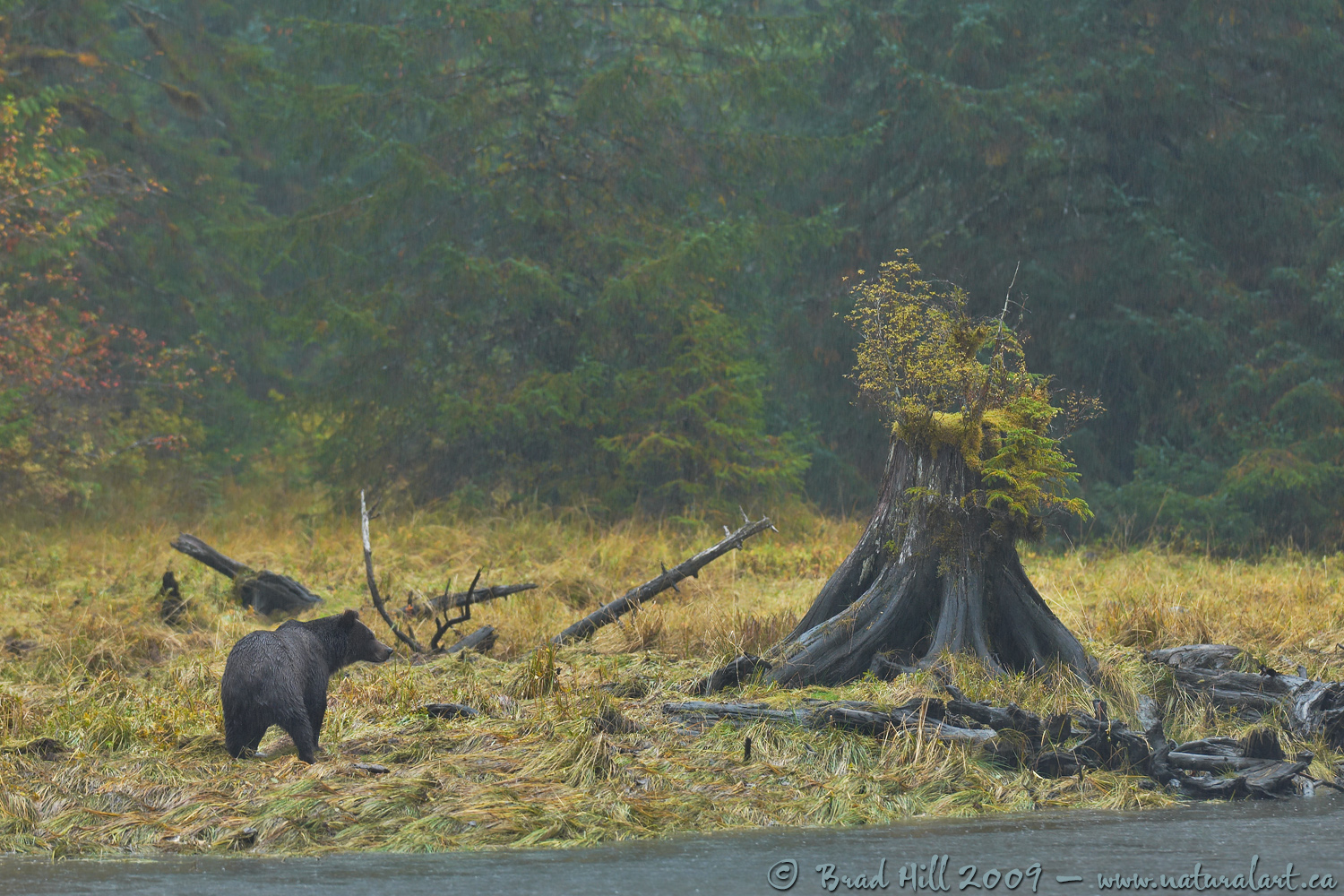 The Enchanting Great Bear