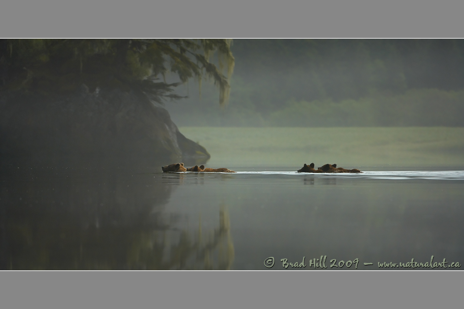 Misty Morning Dip