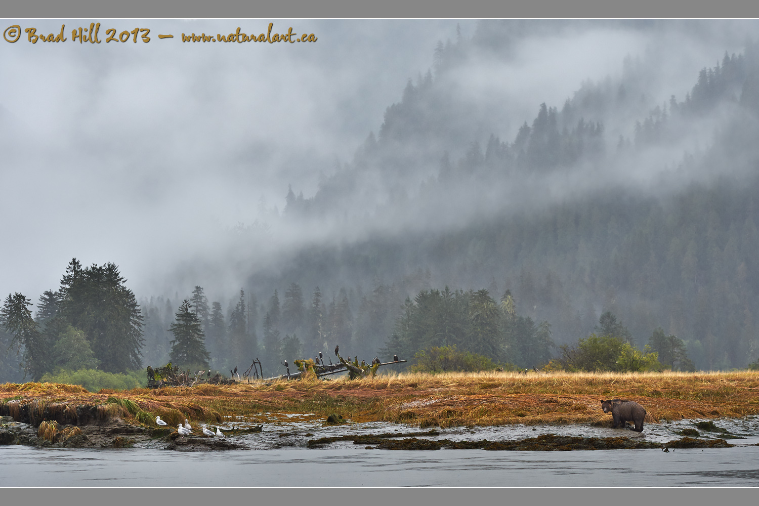 The Great Bear Rainforest - An Animalscape