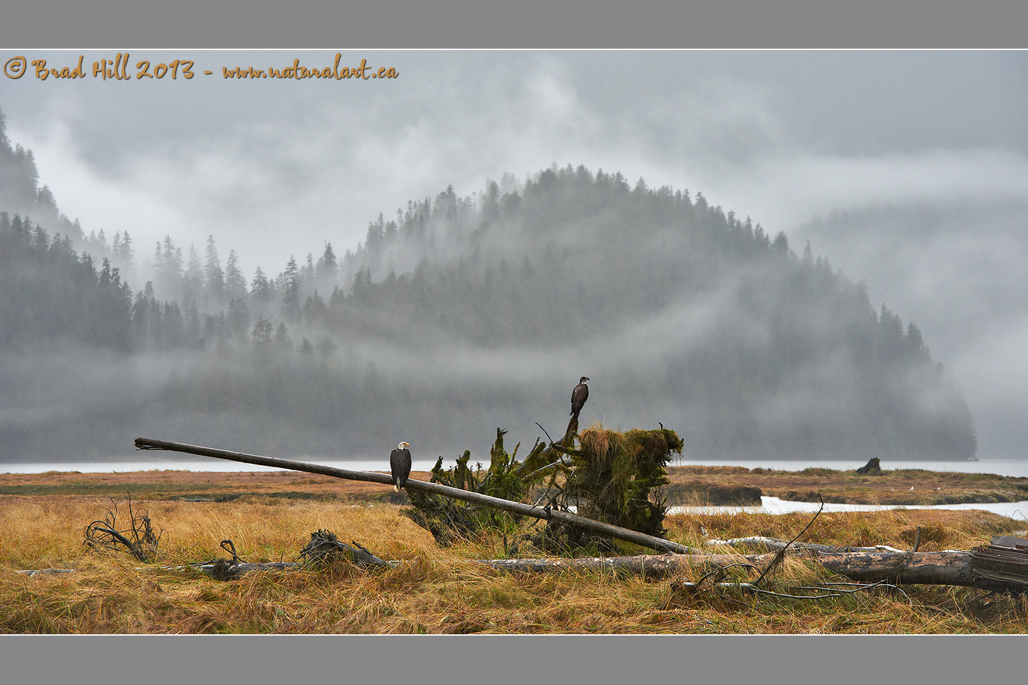 Eagles in the Mist