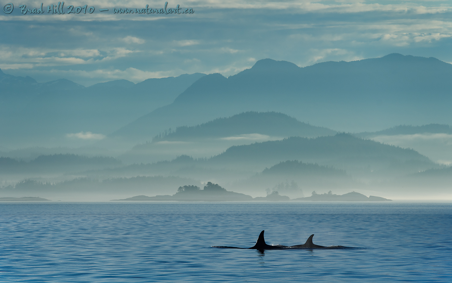 Misty Morning Cruise