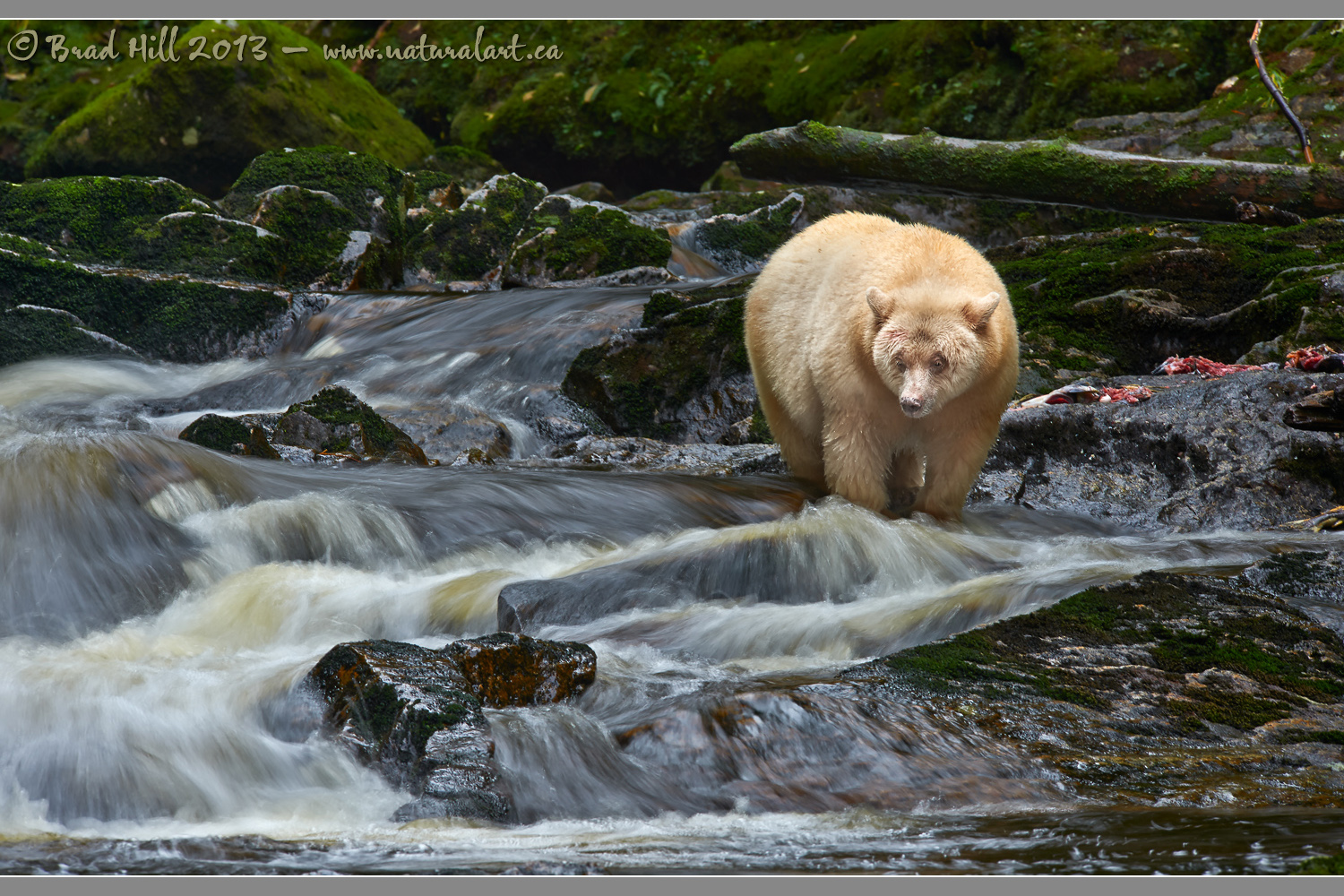 Spirit Bear - Patience