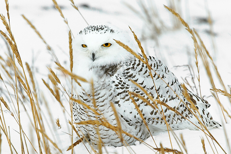 Snowy Owl in Grass