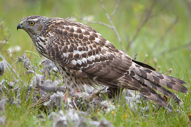 Bad Day to be a Blue Grouse