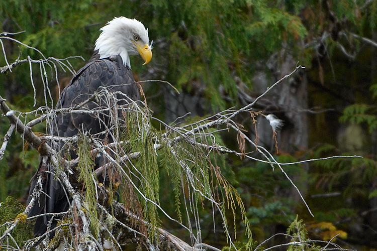 Bald Eagle in Great Bear Rainforest
