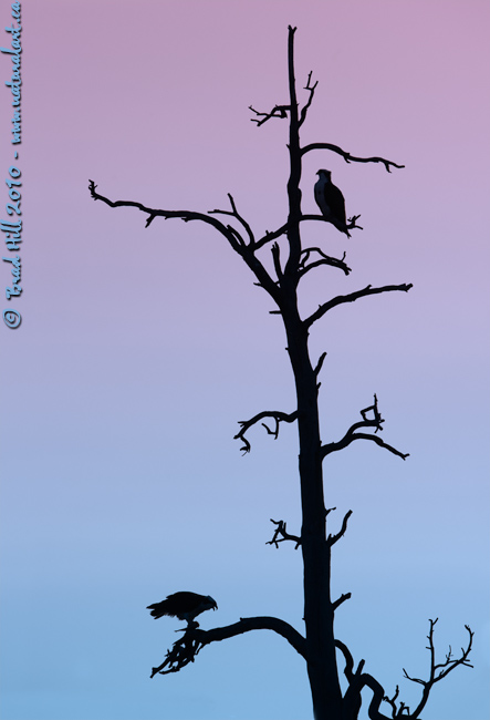 The Osprey Tree