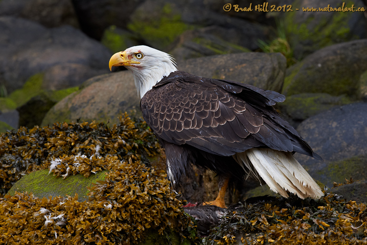 Dead Goose - But Happy Eagle!