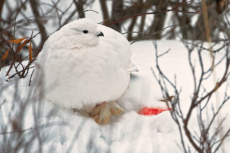 Wounded Willow Ptarmigan