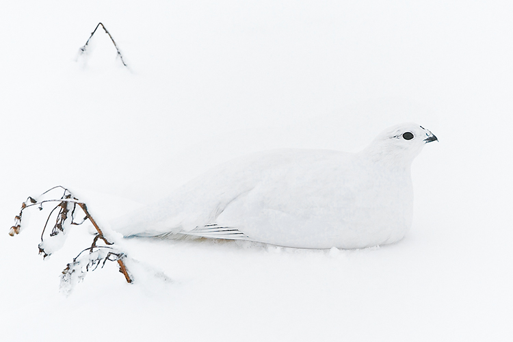 Pristine Ptarmigan