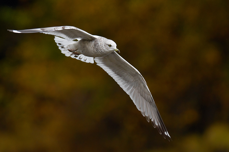 Herring Gull and Autumn Colours