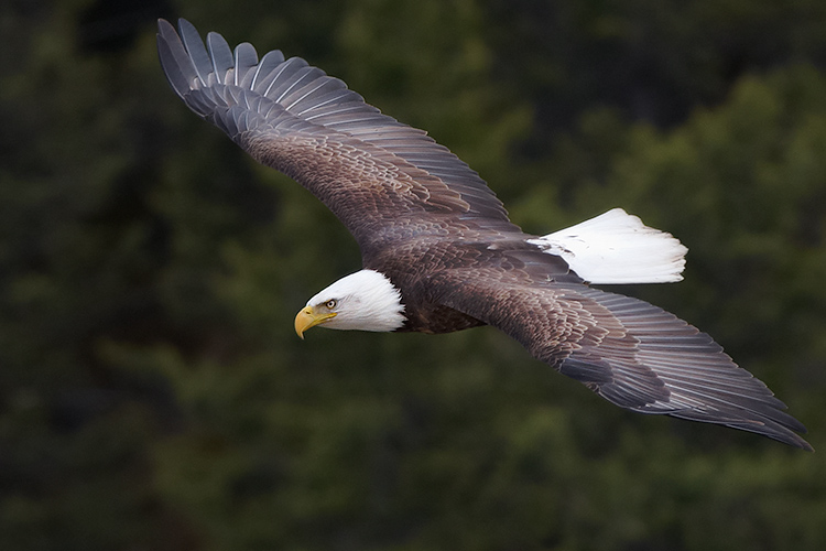 Feathers & Flight