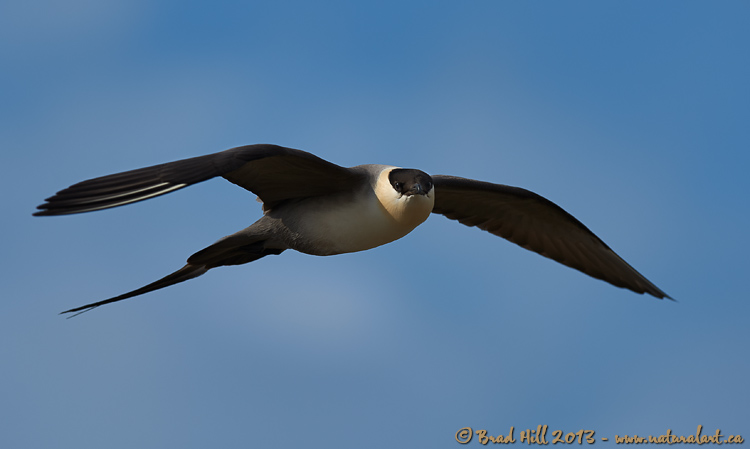 Eyes of the Predator - Long-tailed Jaeger