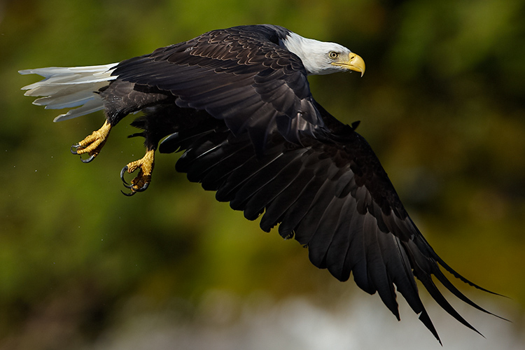 Taking Flight - Adult Bald Eagle