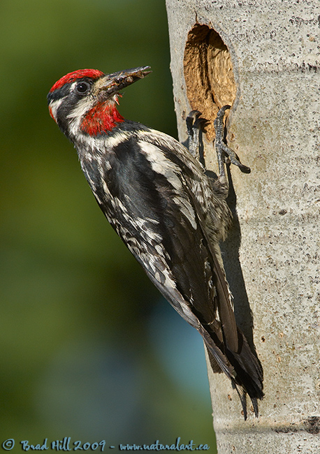 Classic Red-naped Sapsucker