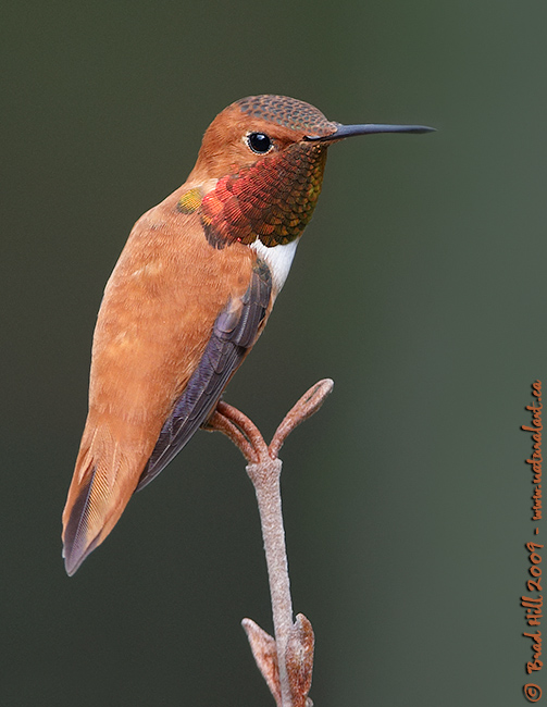 Simply a Rufous