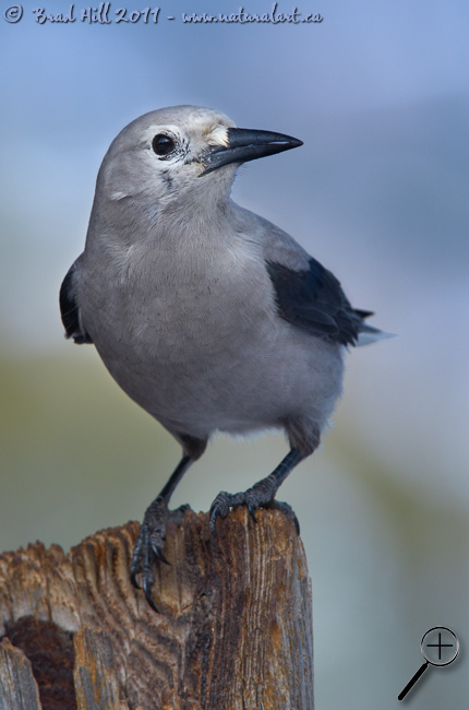 Clark's Nutcracker - The Eye!