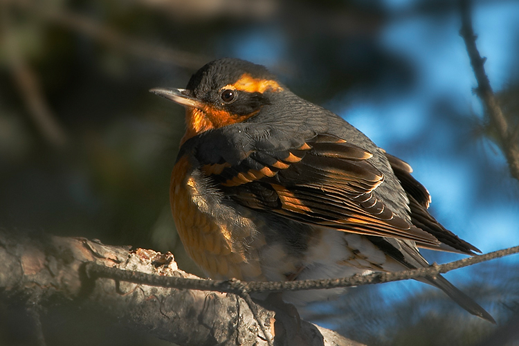 Varied Thrush - Rare Winter Visitor