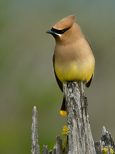 Cedar Waxwing on Snag