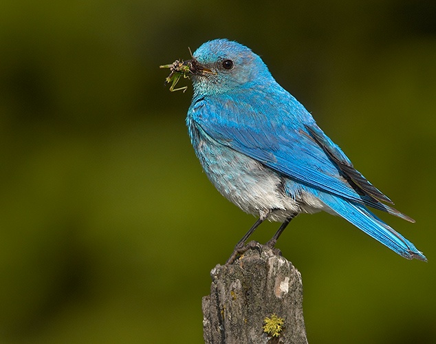 Mountain Bluebird with Bug