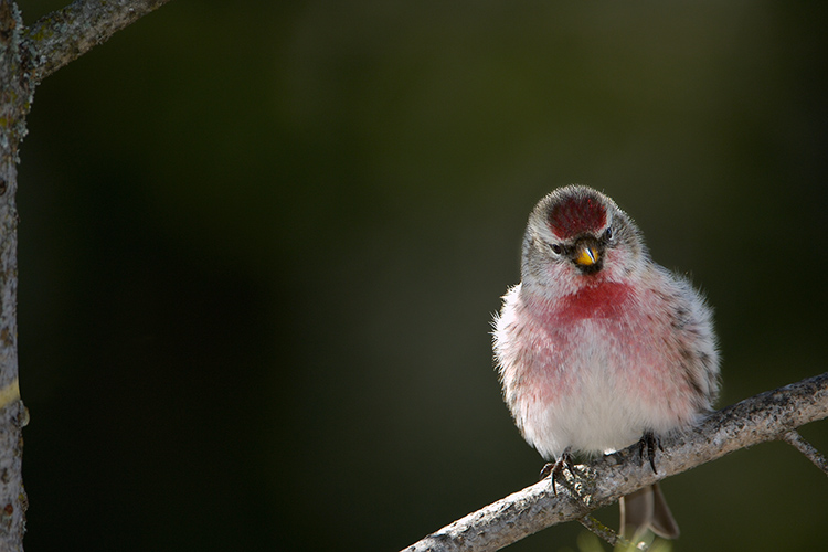 Common Redpoll in Morning Light