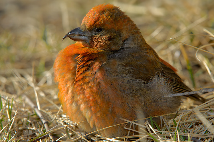 Red Crossbill in Morning Sun