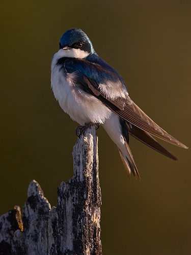 Proud Male at Sunrise