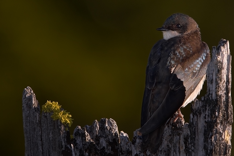 Female Tree Swallow: Subtleties