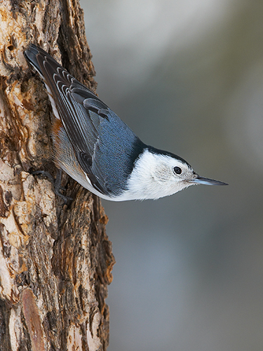 The Essential White-breasted Nuthatch