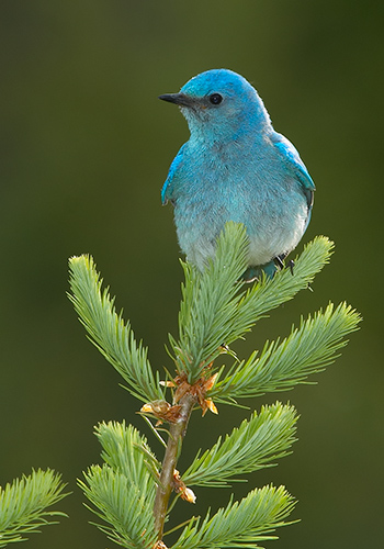 Mountain Bluebird on Spring Growth