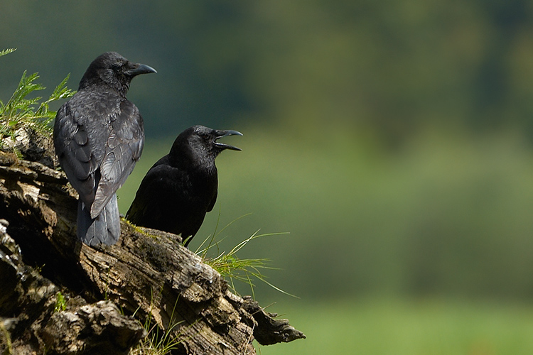 Chatting it up: Northwestern Crows