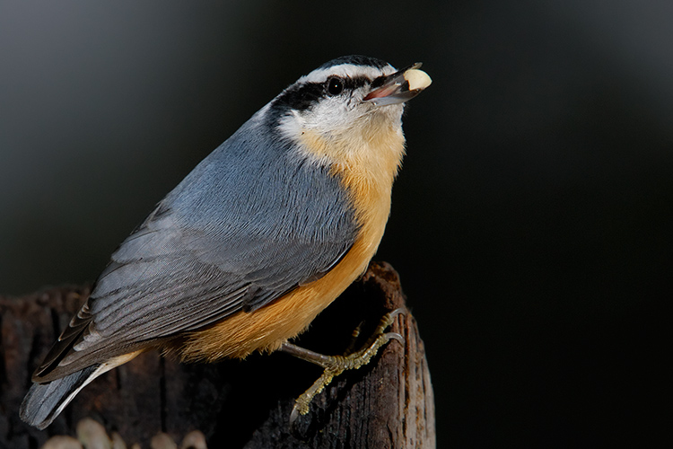 Red-breasted Nuthatch with Seed