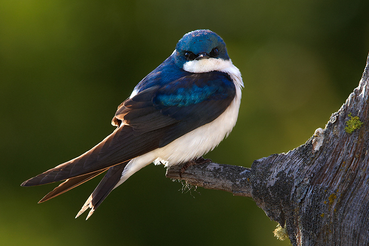 Sublime Beauty - Backlit Tree Swallow
