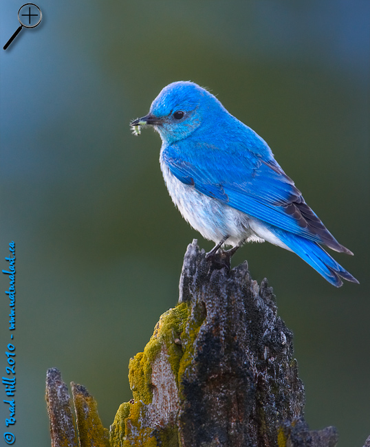 Dawn Bluebird