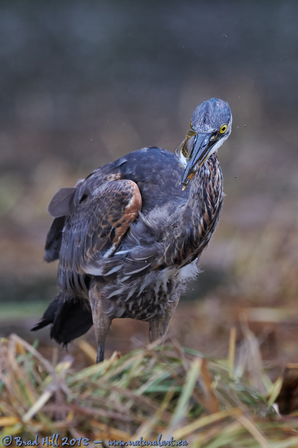 Great Blue Heron 1 - Fish 0