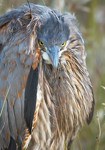 One Unhappy Bird