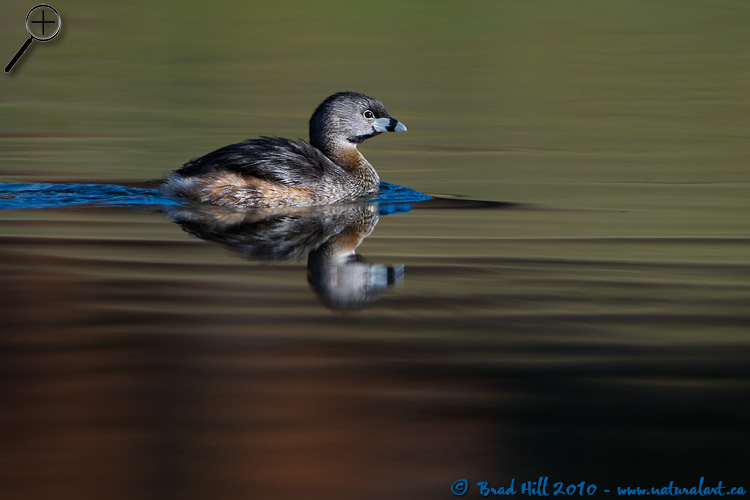 Simply a Grebe