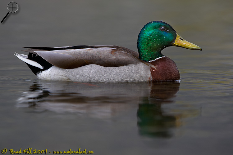 Mallard - Common Bird, Uncommon Beauty