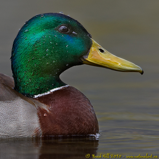 Mallard Portrait - To Crop or Not to Crop?