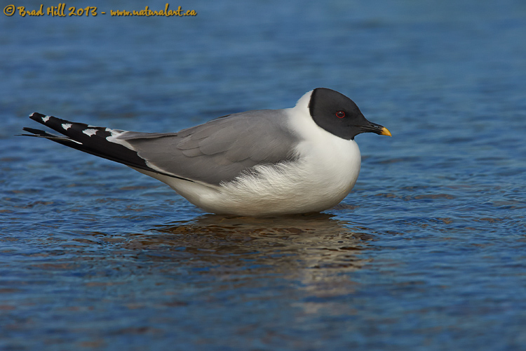 Sabine's Gull - Just Being