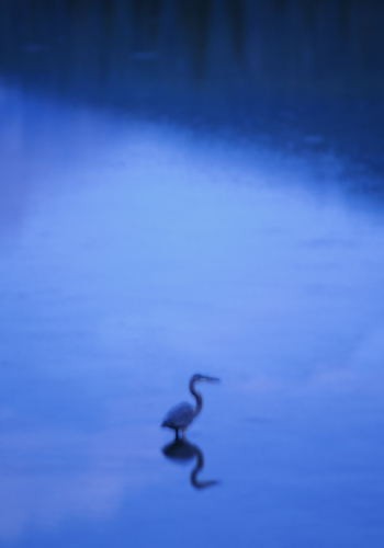 Blue, Blue Heron