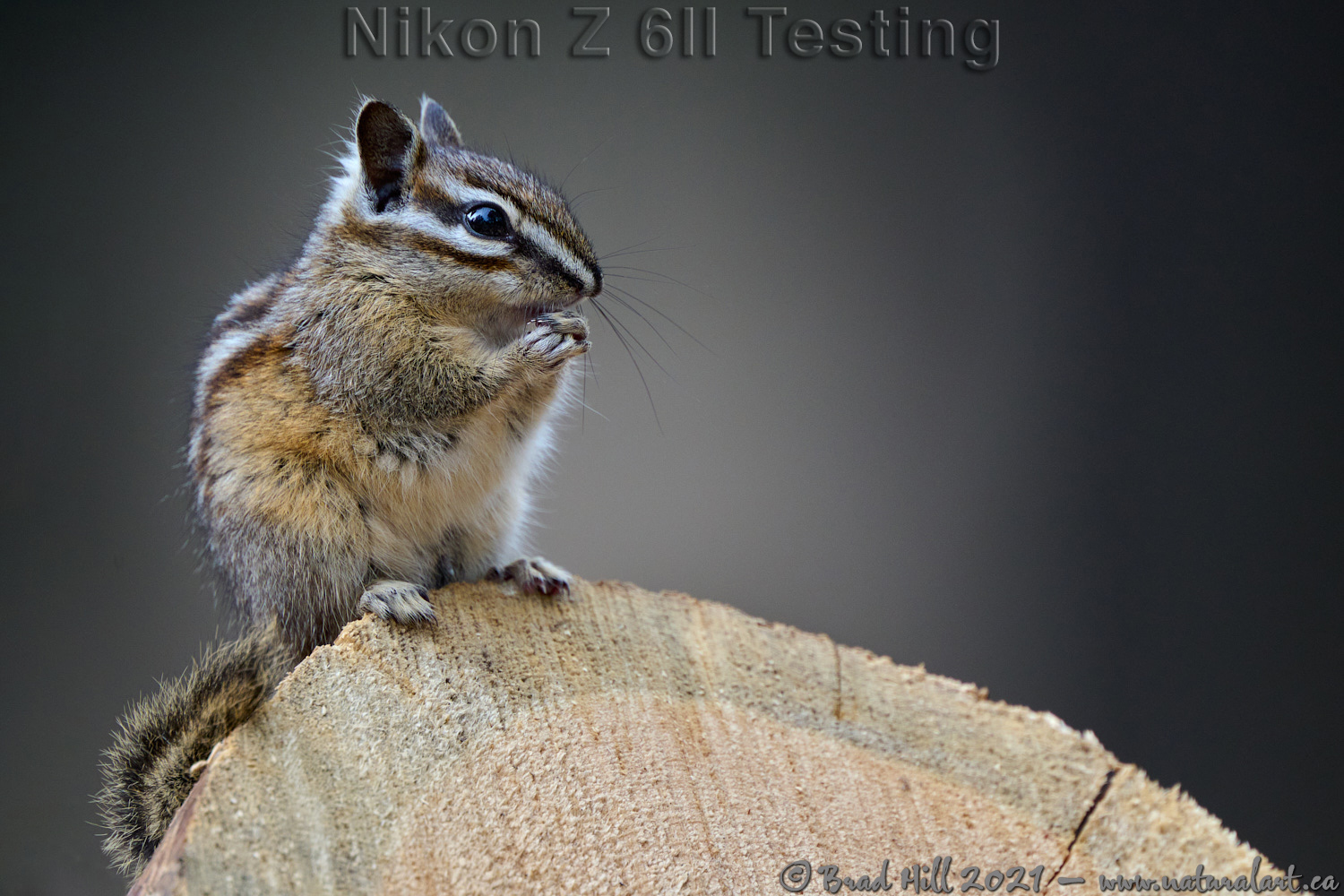 Yellow-pine Chipmunk: 180-400 plus 2x TC