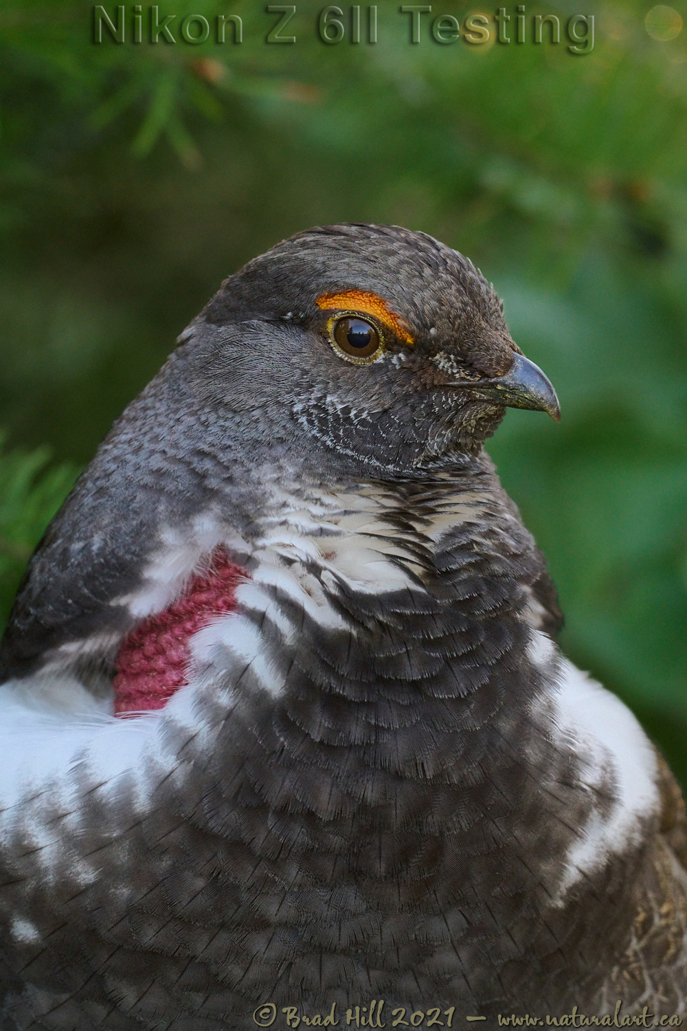 Dusky Grouse - Casting a WIDE Net!