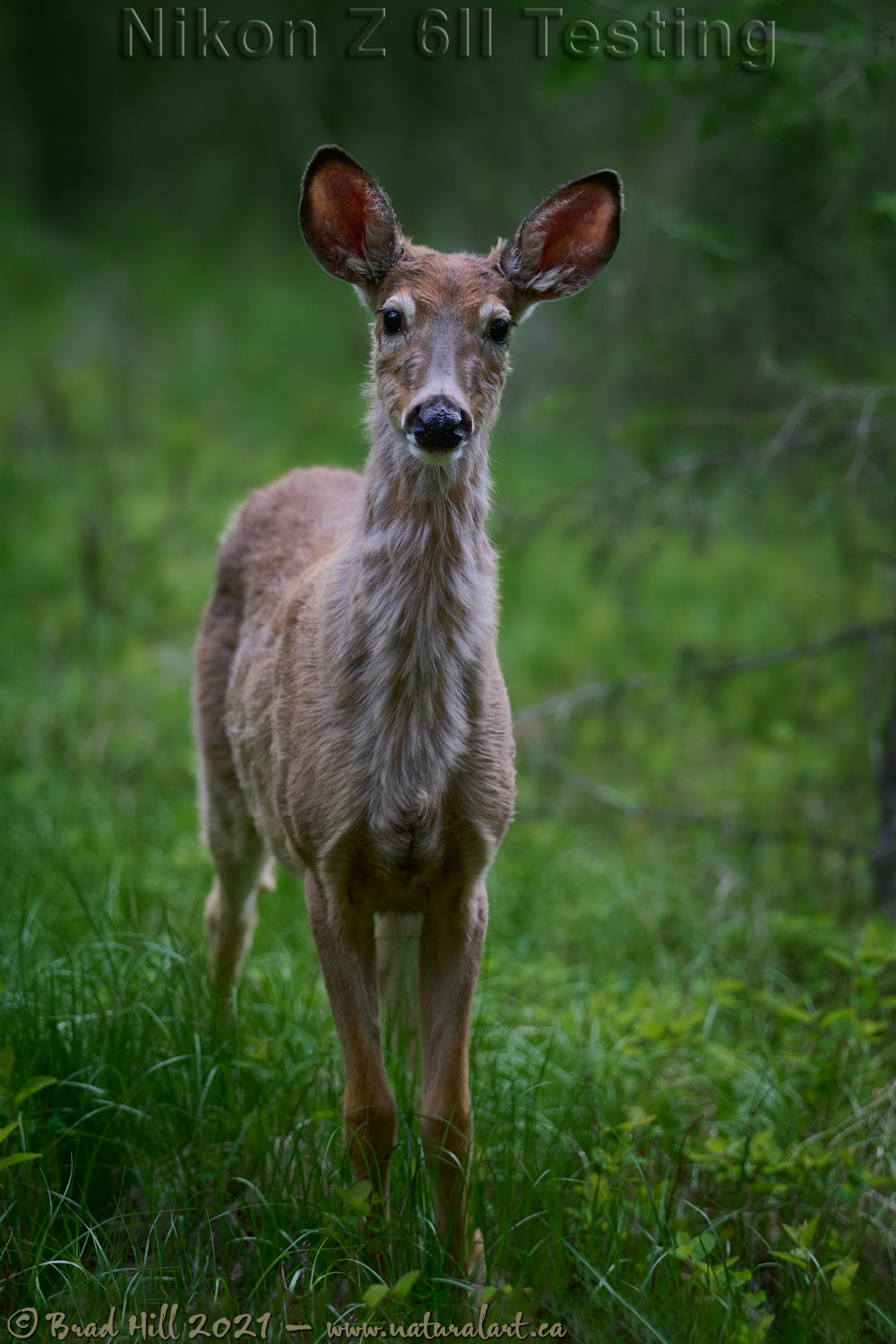 The Scruffy Yearling