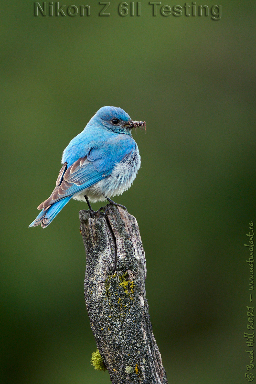 Male Mountain Bluebird on Breakfast Duty