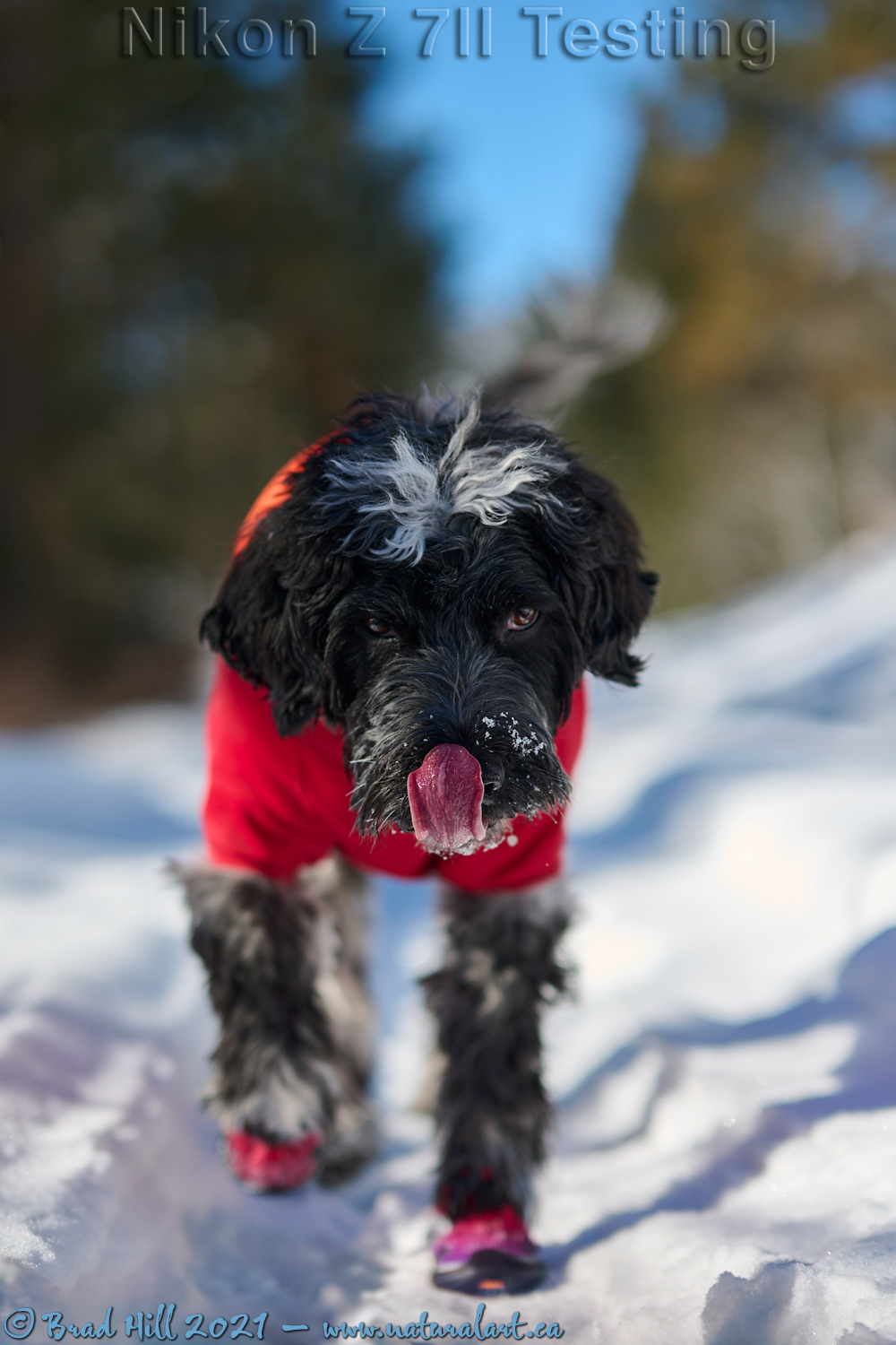 It's NEVER Too Cold to Lick Your Nose