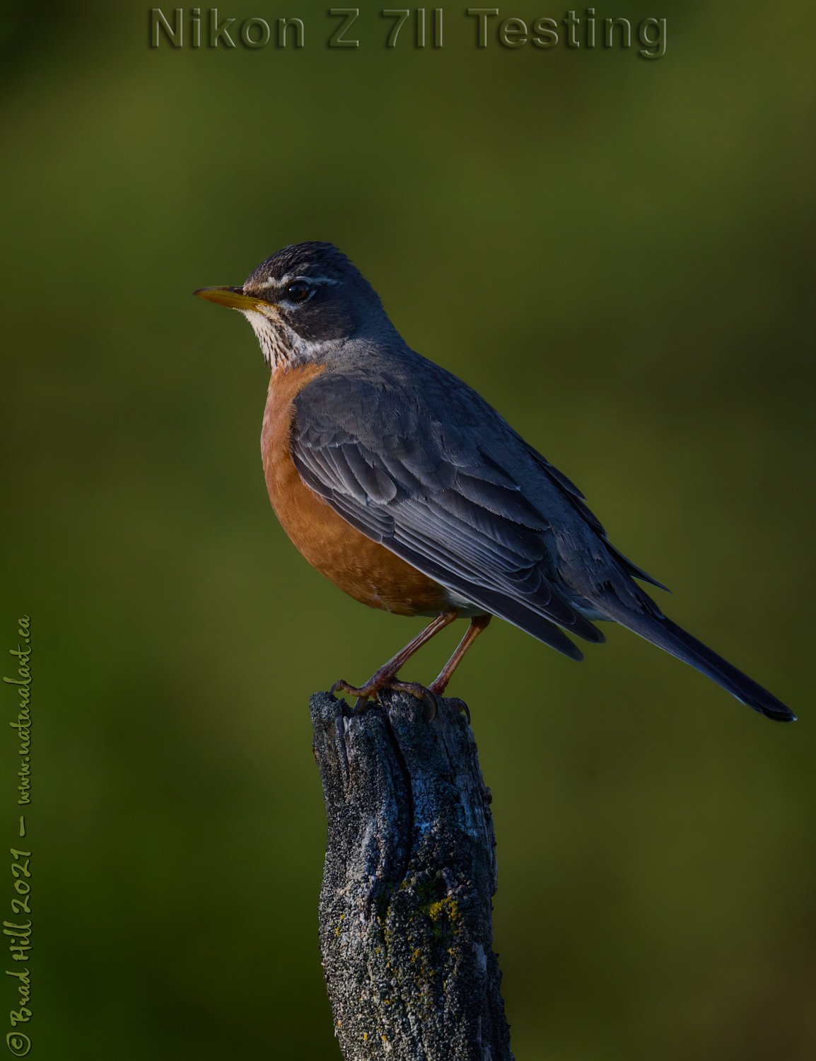 Z 7II Testing - American Robin @ Sunrise