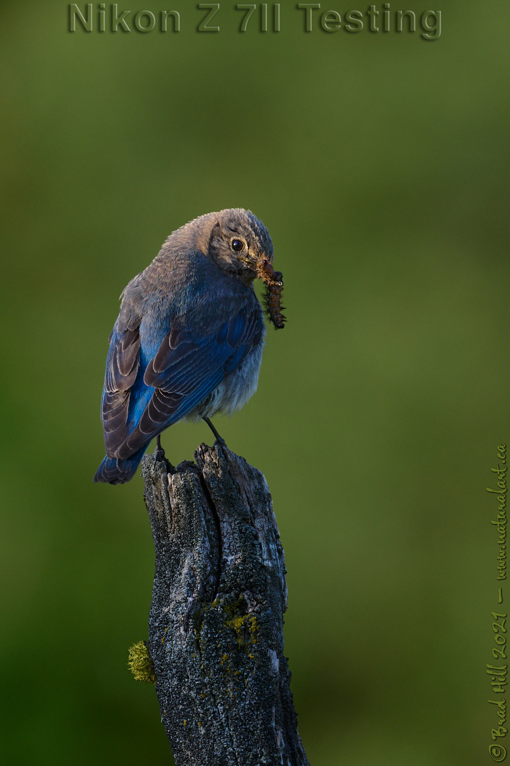 Z 7II Testing - Break of Fast @ Break of Dawn