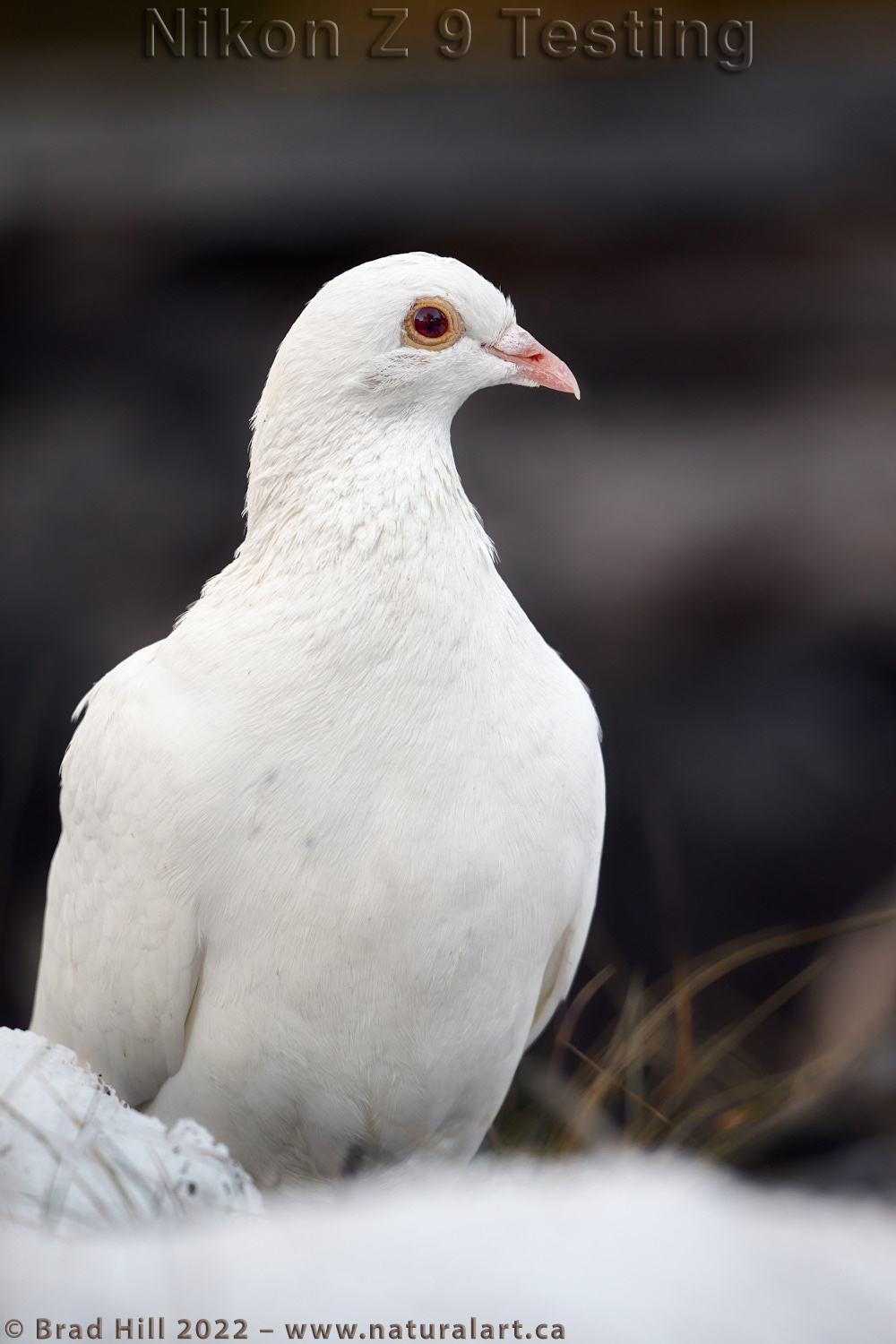 Snow White Rock Pigeon