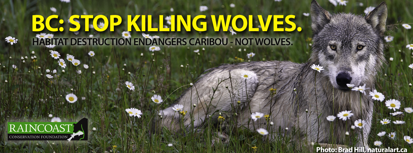 Raincoast's Wolf Cull Billboard Campaign